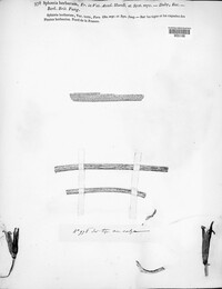Stemphylium vesicarium image